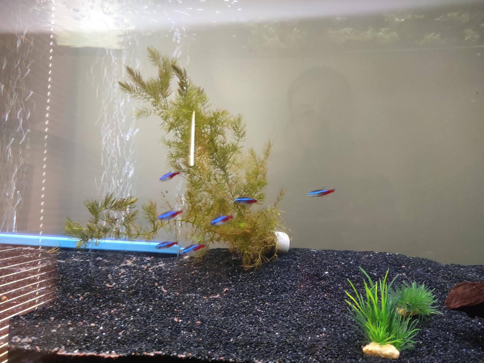 Neon tetras swimming around a stand of hornwort in a low-tech planted aquarium