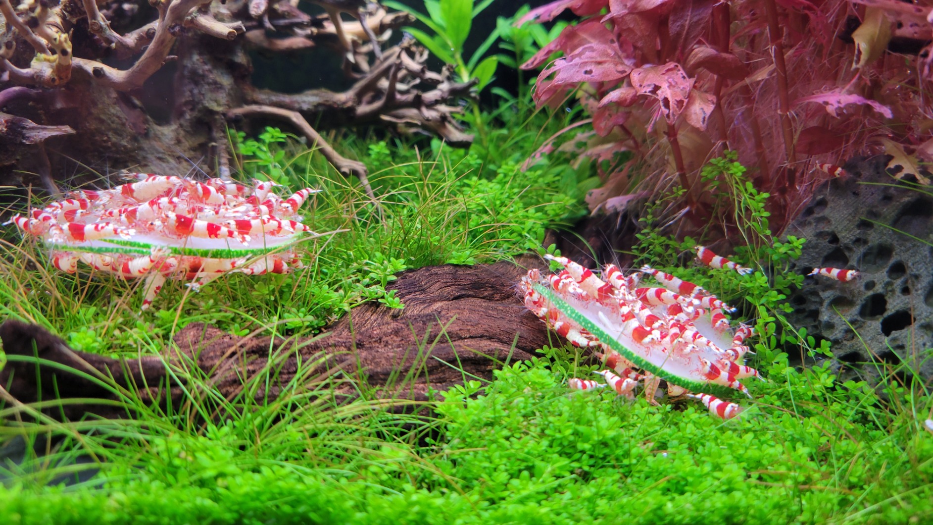 Crystal red shrimp feeding on dishes in a densely carpeted planted tank with red stem plants