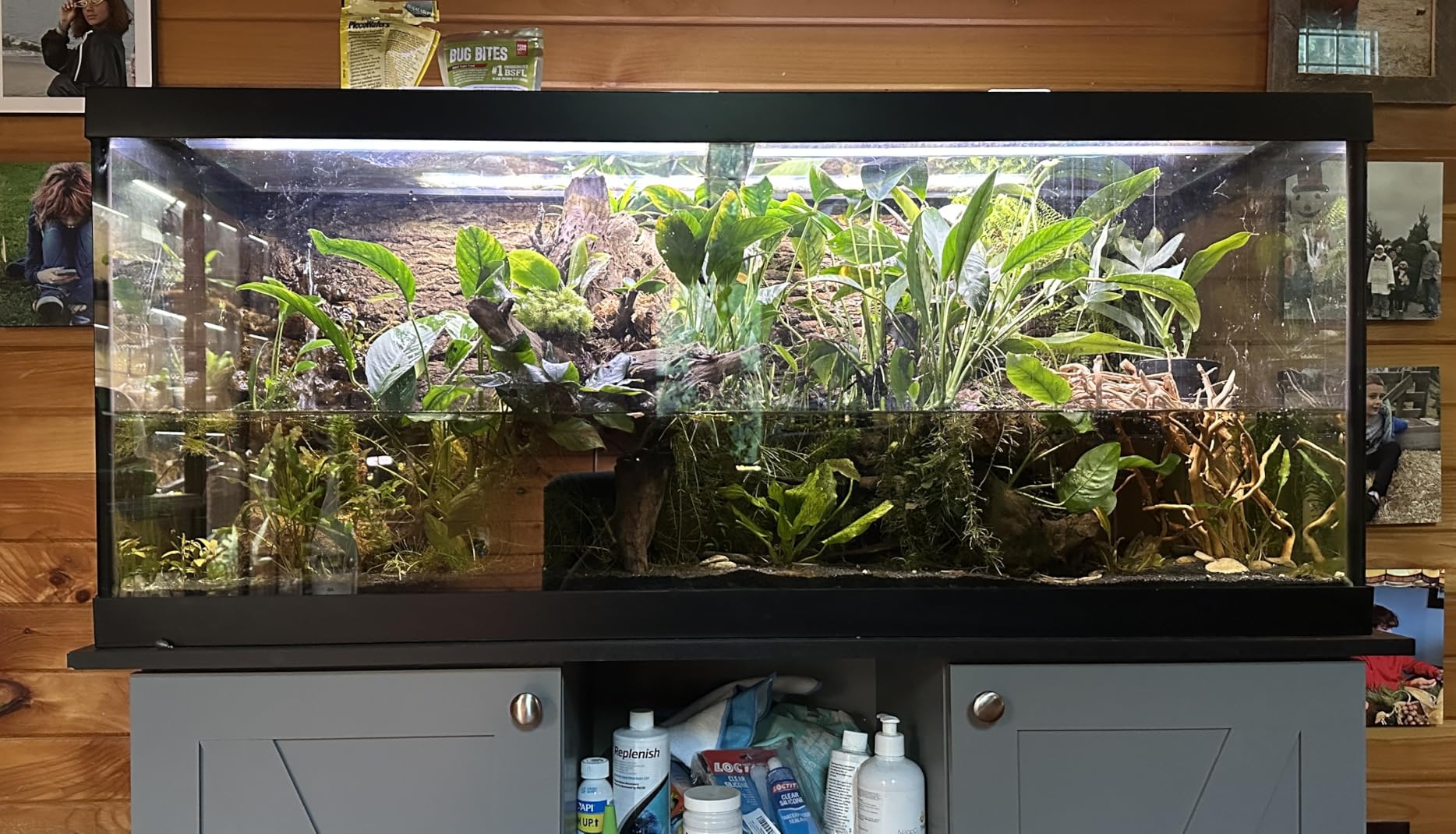 Four foot planted aquarium filled with amazon swords, anubias and crypts on driftwood
