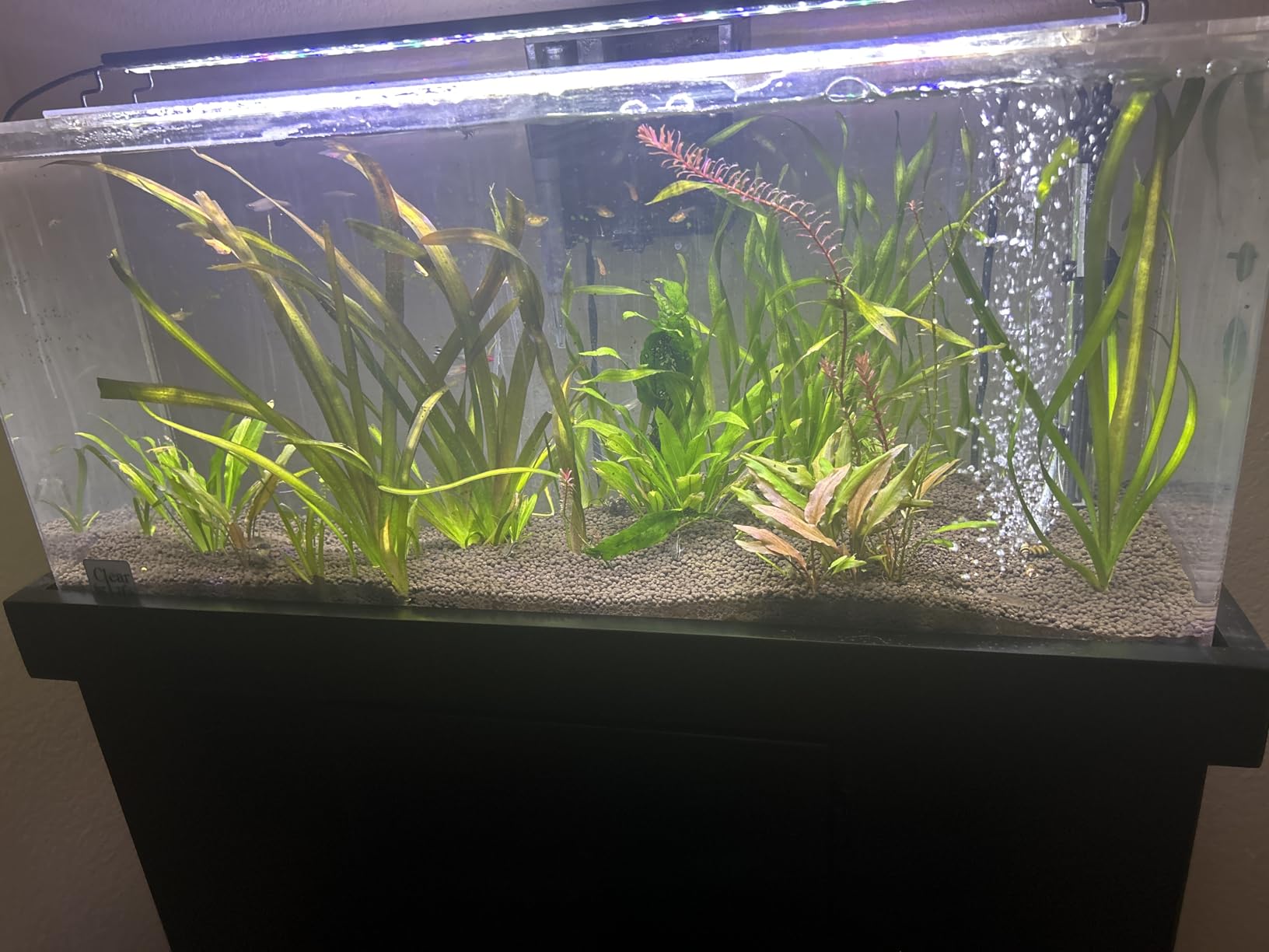 Jungle val, crypts and rotala growing in a bare planted tank over light gravel substrate