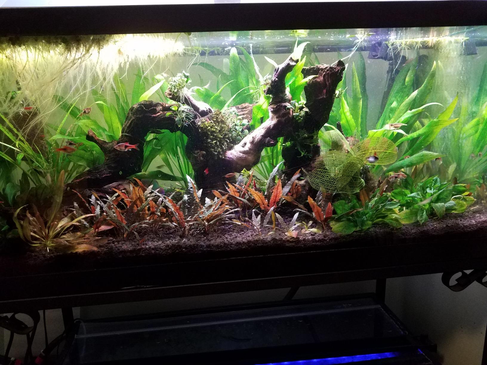 Heavily planted aquarium with red crypts in the foreground and driftwood covered in moss
