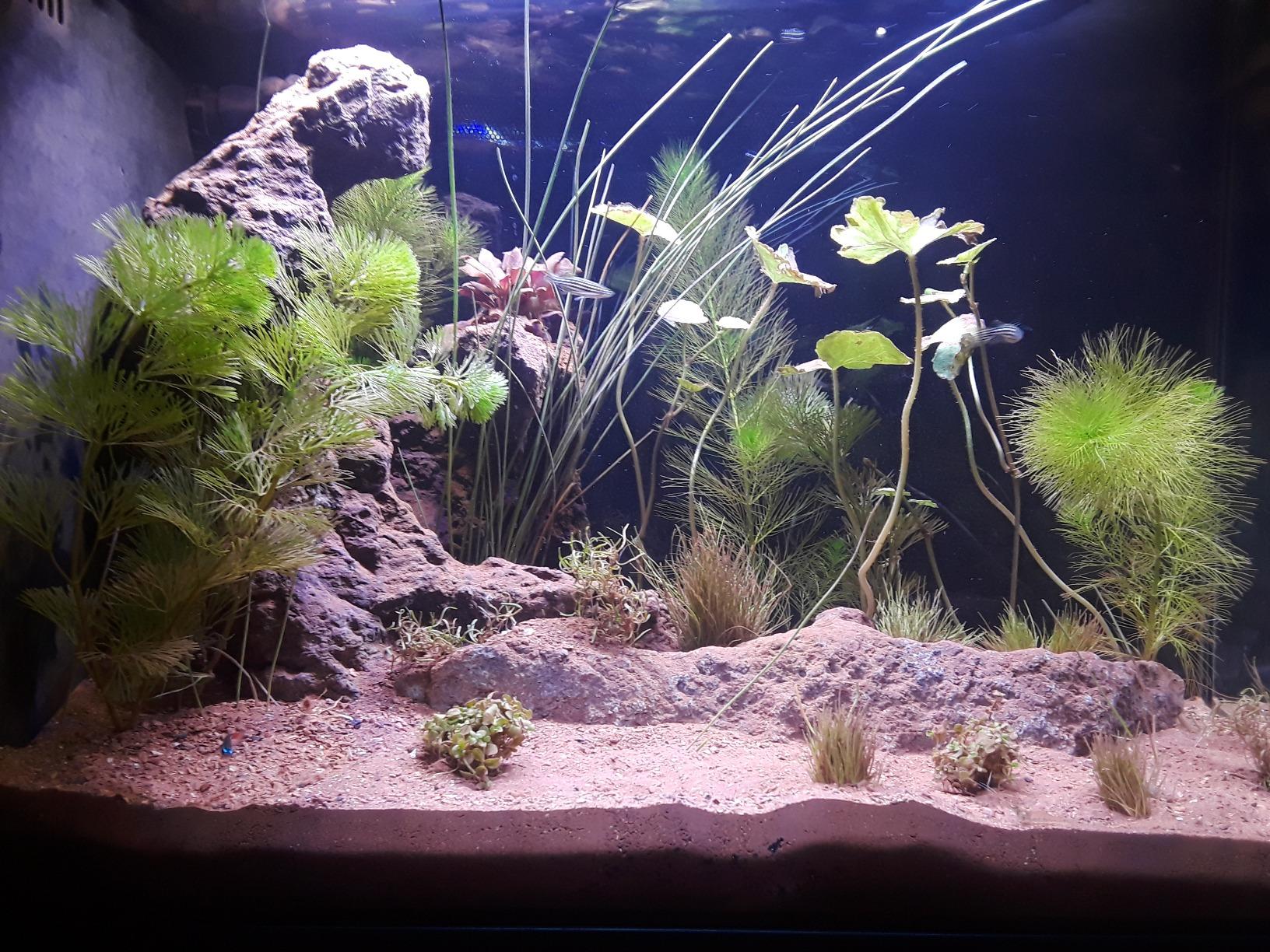 Aquascape with cabomba, dwarf lily and hairgrass on lava rock and sand