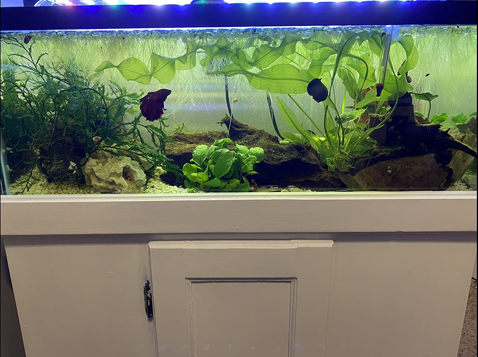 Betta tank with floating frogbit, java fern and anubias on driftwood