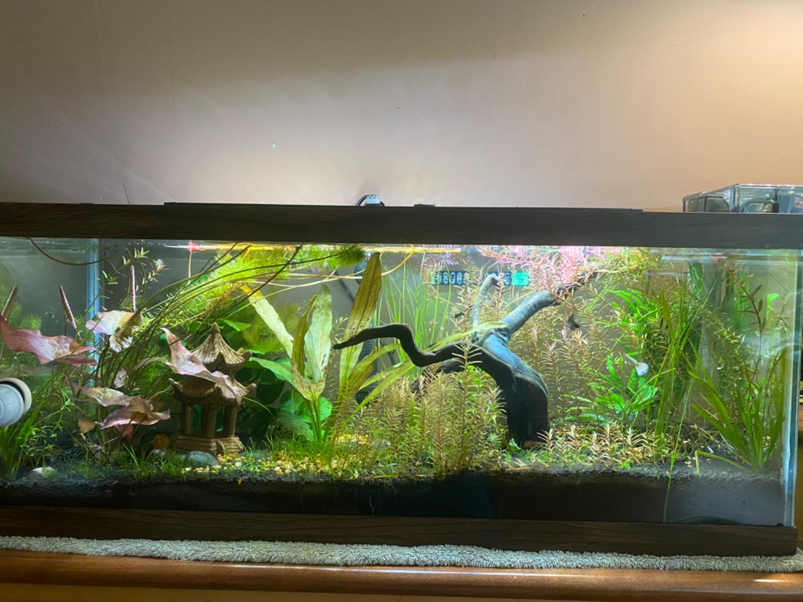 Long planted aquarium with swords, rotala and vallisneria under a black hood